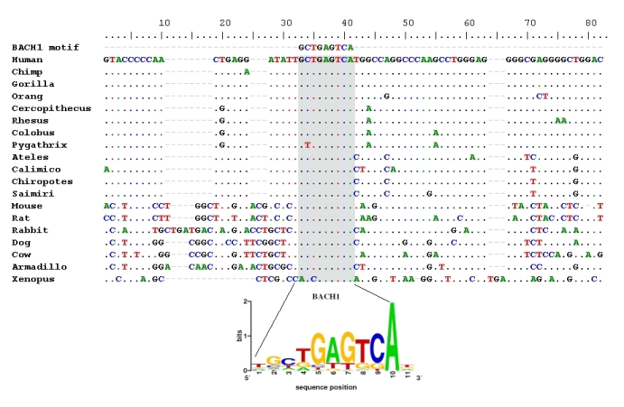 Phylogenetic shadowing with BACH1