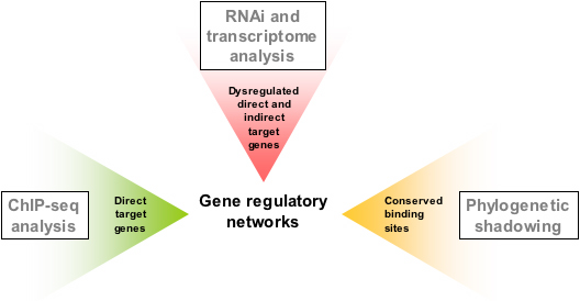 Gene Regulation Networks