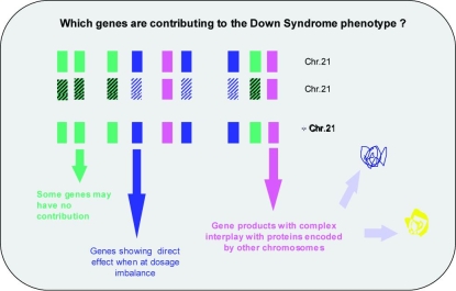 Gene Contribution to DS phenotype